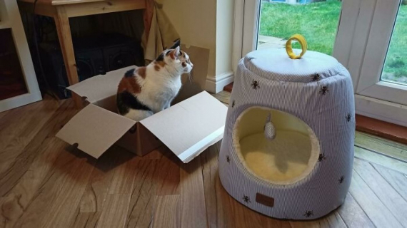 Illustration : 10 photos montrant les manies amusantes de nos amis chats