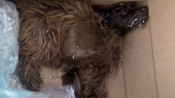 Illustration : Une chienne handicapée laissée pour morte dans une boîte en carton est sauvée de justesse