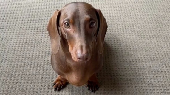 Illustration : Ce Teckel bien dressé prend une chanson au pied de la lettre (vidéo)