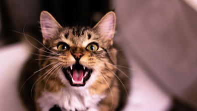 Illustration : Détecter et soulager le stress chez le chat