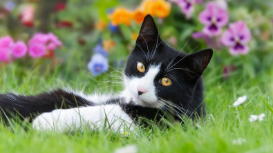 Illustration : "Les allergies saisonnières chez le chat"