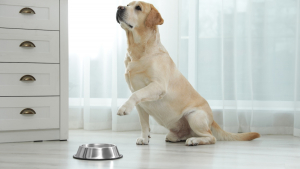 Illustration : "Gérer la satiété d’un chien ou d’un chat gourmand"