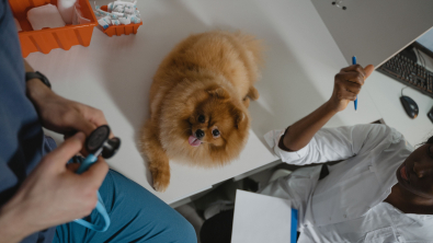 Illustration : "Accidents du quotidien : l'importance d'agir vite pour sauver son animal"